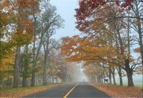 Foggy road and fall colours on the trees