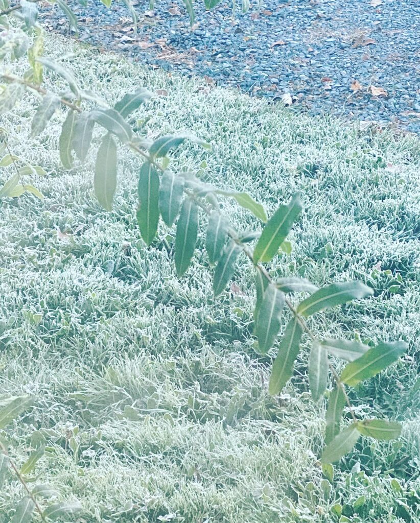 Line on the grass where the sun has and hasn’t thawed the frost
