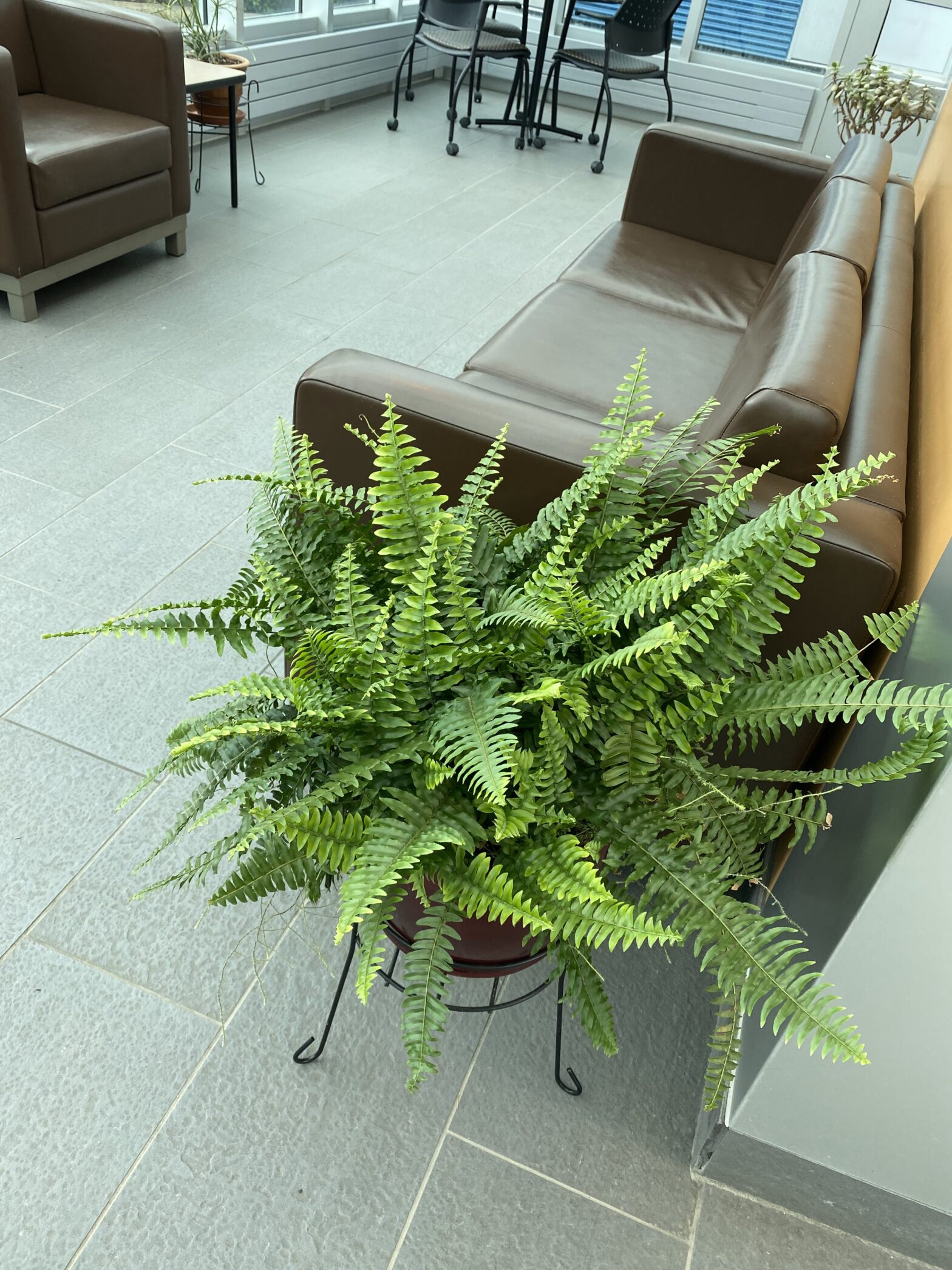 Boston fern in a conservatory in a college building