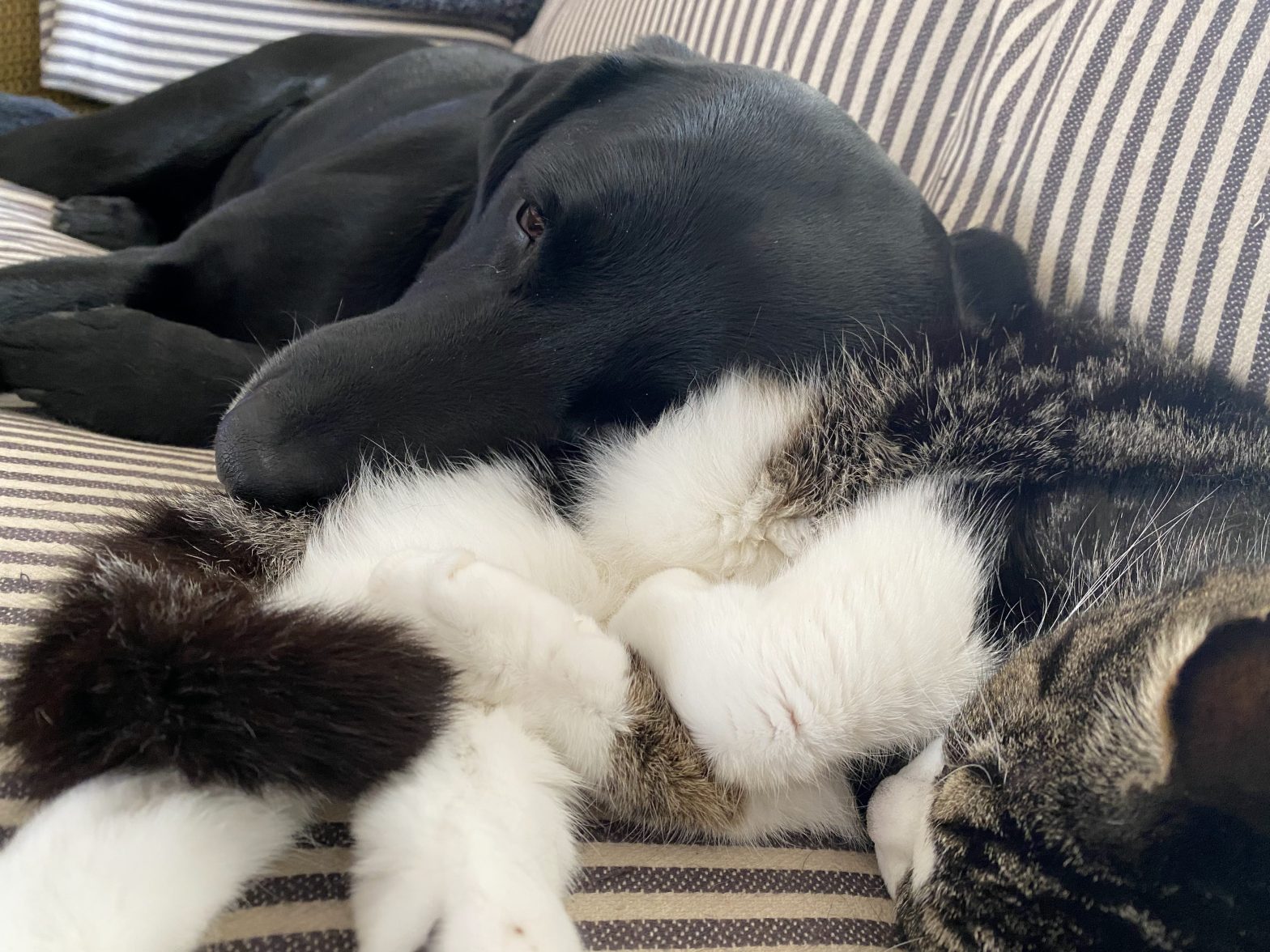 Black Labrador dog using the cat as a pillow.
