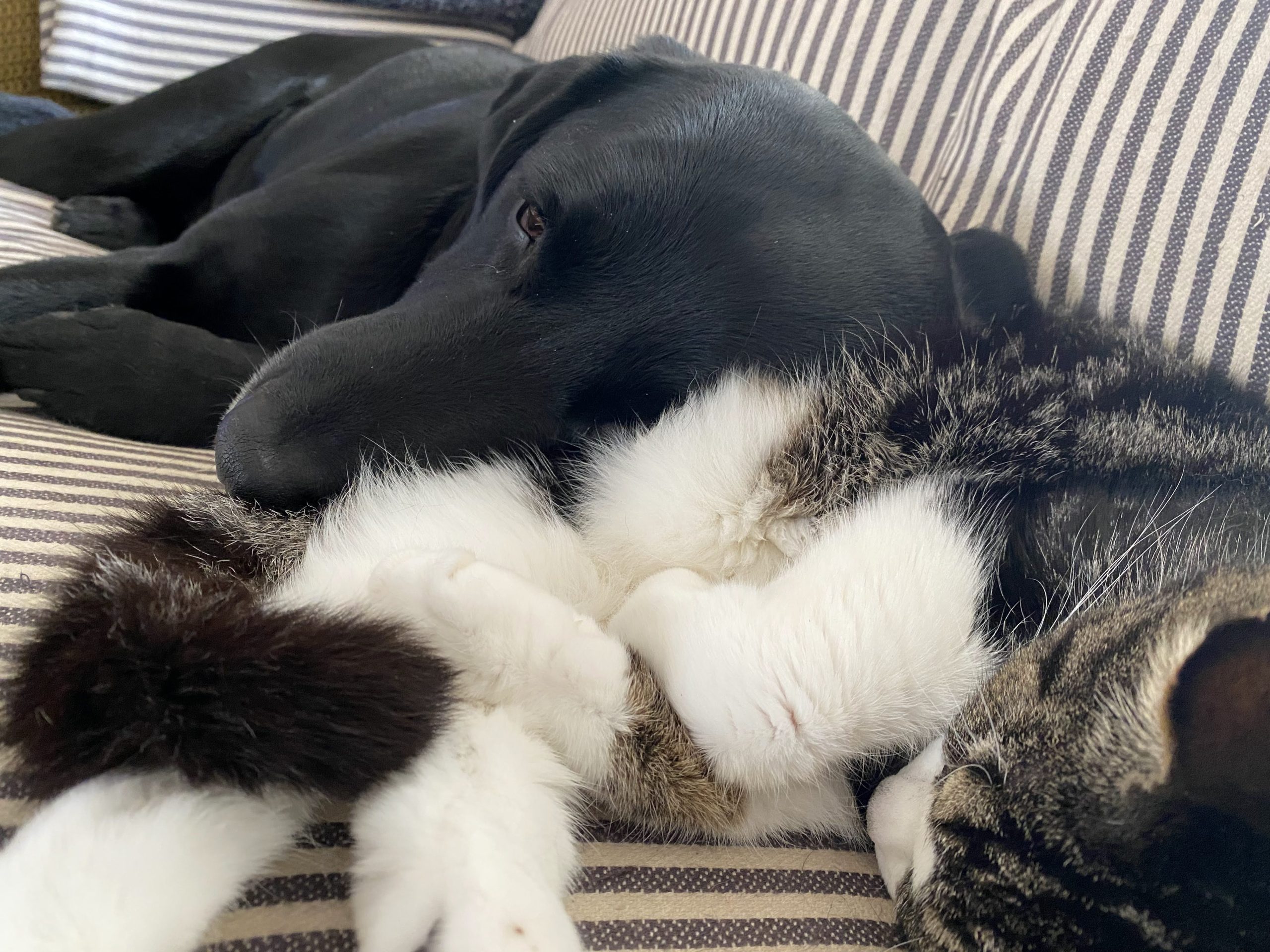 Black lab using cat as a pillow. Curled up on a striped throw on a sofa. 