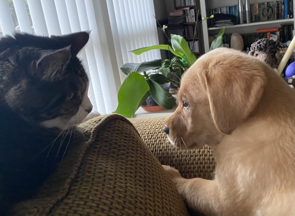 Goldendor puppy on the sofa goes face to face with the cat!