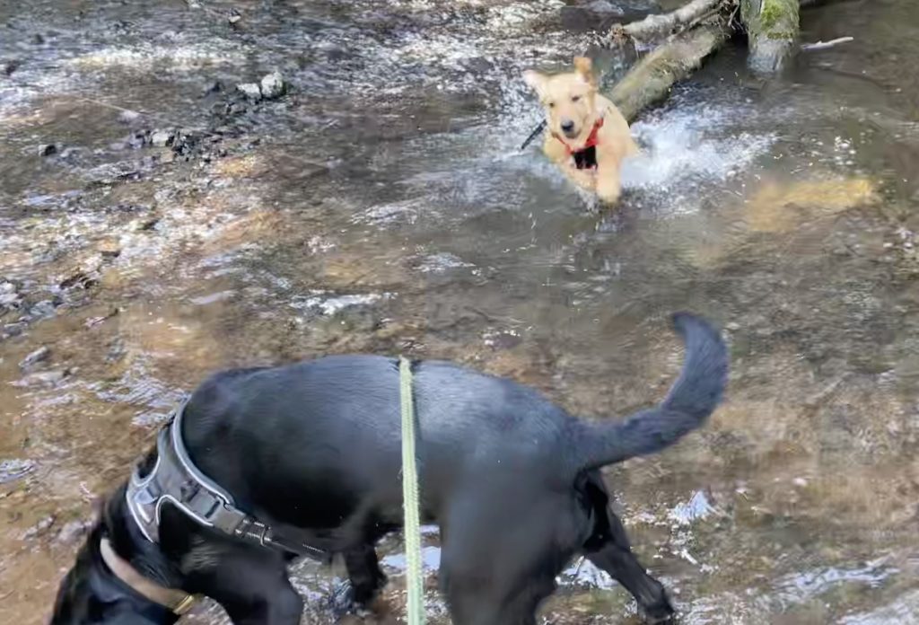 Black lab and golden puppy playing in a shallow stream. 