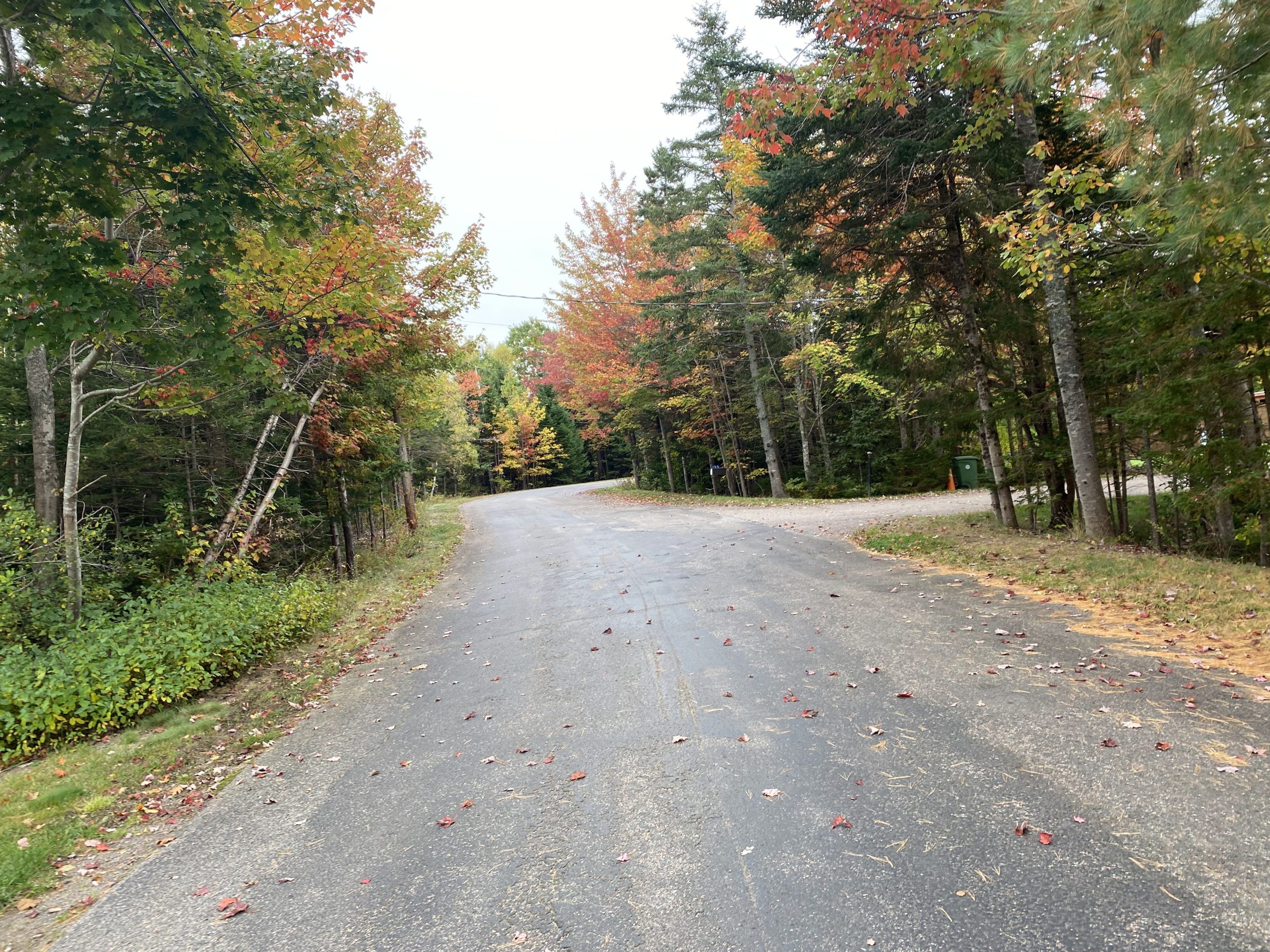 Road and driveways off with trees starting to change colours. Mix of pines, yellows and reds. 