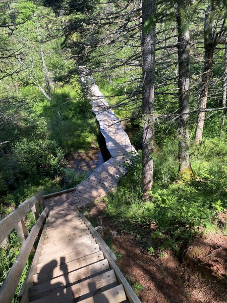 Wooden stairs down the trail