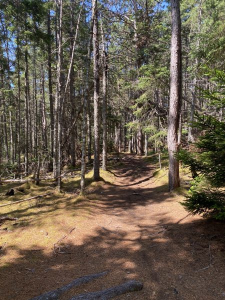 Trail among trees