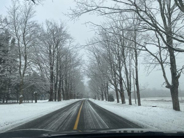 Road lined with trees. Snow on the side of the road and on the trees, small amount on the road.